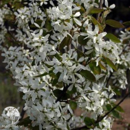 Ирга гладкая Балерина