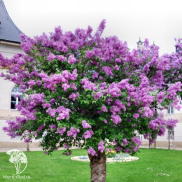 Сирень обыкновенная Виктор Лемуан на штамбе