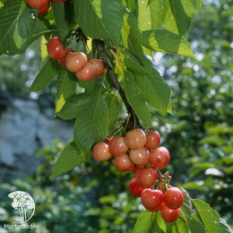 Вишня Бигаре Наполеон на штамбе