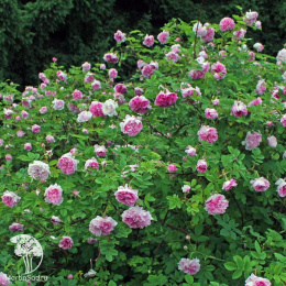 Роза дамасская Блюш Дамаск