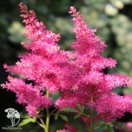 Астильба гибридная Распберри