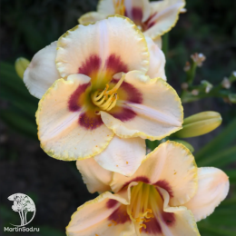 Лилейник Кастед Кэнди