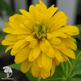 Рудбекия рассеченная Голдквелле