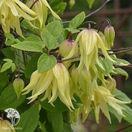 Клематис Голден Дрим Премиум