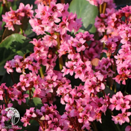 Бадан гибридный Пинк Дрэгонфлай