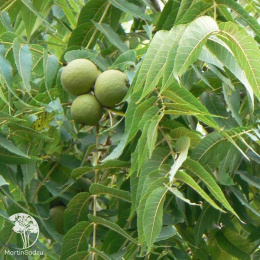 Чёрный орех