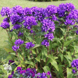 Колокольчик скученный Суперба