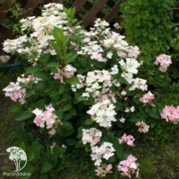 Гортензия метельчатая Полестар