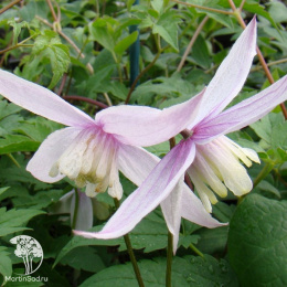 Клематис Вилли