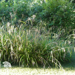 Осока висячая