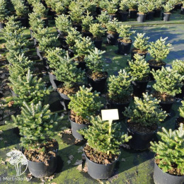 Пихта корейская Молли