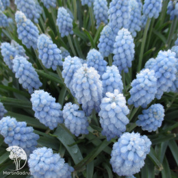 Гиацинт (Мускари) армянский Валери Финнис