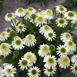 Эхинацея пурпурная Делишиз Нуга