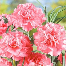 Фото Гвоздика садовая гренадин Роза, серия Розовые сны