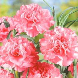 Гвоздика садовая гренадин Роза, серия Розовые сны
