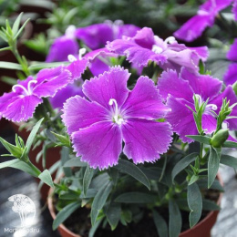 Dianthus chinensis Diana Blueberry Гвоздика китайская Диана Блюберри