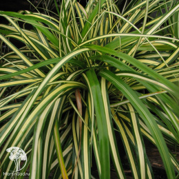 Осока Морроу Вариегата