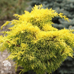 Можжевельник китайский Плюмоза Ауреа