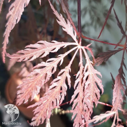 Клён веерный Тамукэяма