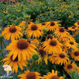 Эхинацея пурпурная Хани Скиппер