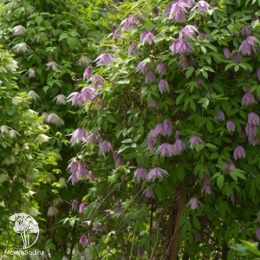 Клематис Пинк Дрим