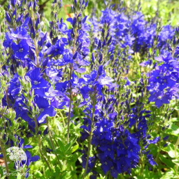 Вероника дубравная Роял Блю