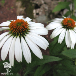Эхинацея пурпурная Вайт Сван
