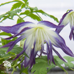 Клематис Блю Сюрпрайз