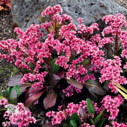 Бадан гибридный Пинк Дрэгонфлай