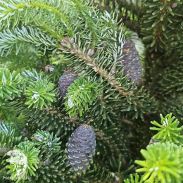 Пихта корейская