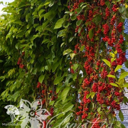 Лимонник садовый