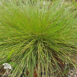 Осока Дэвелла