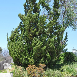 Можжевельник китайский Кайзука