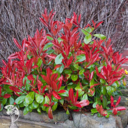 Фотиния фразера Литл Ред Робин