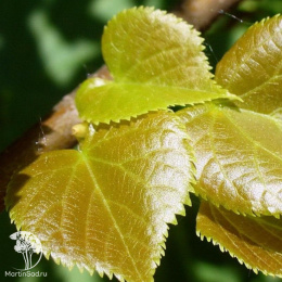 Липа мелколистная Ранчо