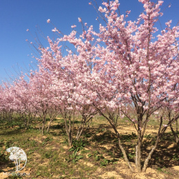 Вишня Акколэйд