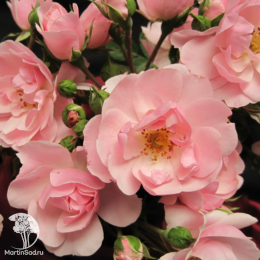 Роза флорибунда Боника