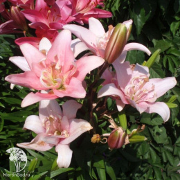 Лилия Спринг Пинк