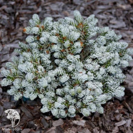 Пихта корейская Когоутс Айсбрекер на штамбе