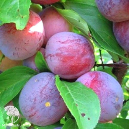 Сверхвыгодный комплект! Алыча Сувенир Востока + опылитель Алыча Найдена