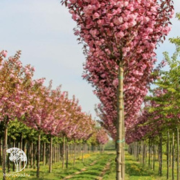 Вишня мелкопильчатая Роял Бургунди на штамбе