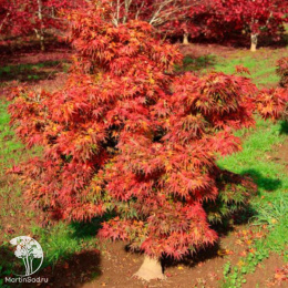 Клён пальмолистный Микава-ятсубуса