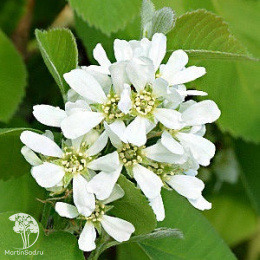 Ирга ольхолистная Тиссен