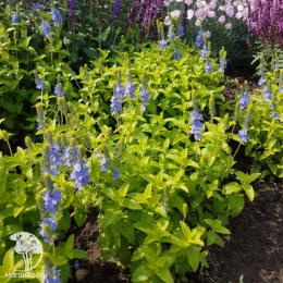 Вероника простёртая Ацтек Голд