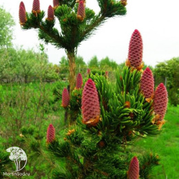 Ель колючая Лаки Страйк