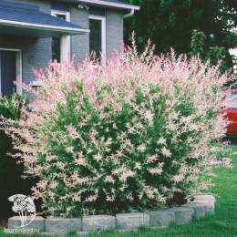 Ива цельнолистная Хакуро-Нишики