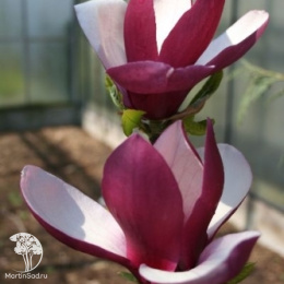 Магнолия Олд Порт