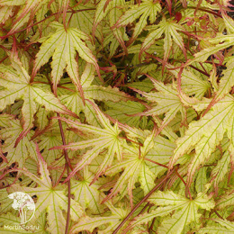 Клен пальмолистный Бейби Чост