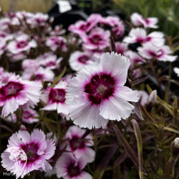 Гвоздика китайская Диана Ред Центред Вайт