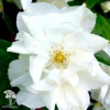 Чубушник гибридный Розацеа фото 2 